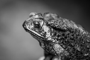 Thai common toad: Photo by Thomas Oxford on Unsplash